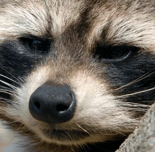 Стикер из набора Racoon it's fun для Телеграм: Статические 🤔
