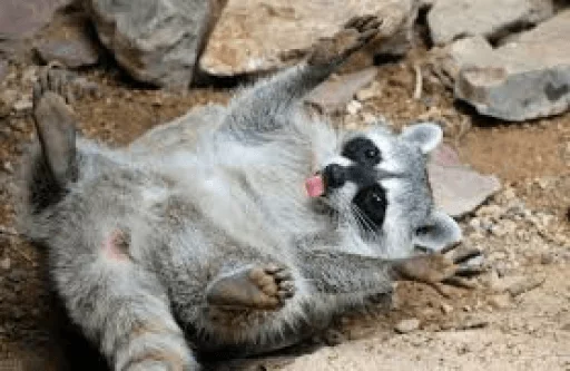Стикер из набора Racoon it's fun для Телеграм: Статические 😝