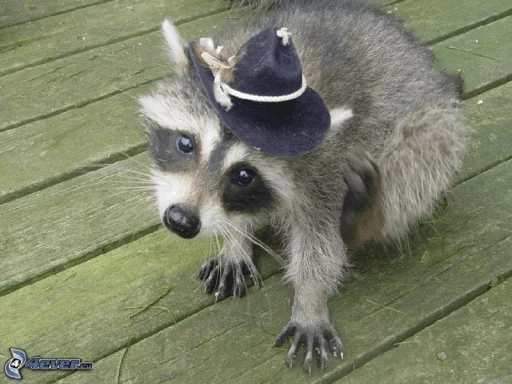 Стикер из набора Racoon it's fun для Телеграм: Статические 🤠