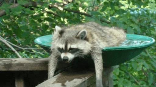 Стикер из набора Racoon it's fun для Телеграм: Статические 😞