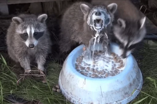 Стикер из набора Racoon it's fun для Телеграм: Статические 🌊