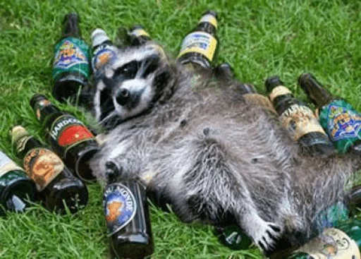 Стикер из набора Racoon it's fun для Телеграм: Статические 🥂