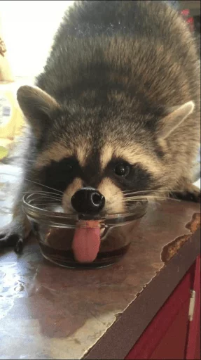 Стикер из набора Racoon it's fun для Телеграм: Статические 🥤