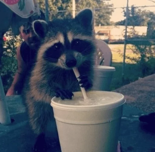 Стикер из набора Racoon it's fun для Телеграм: Статические 🥤
