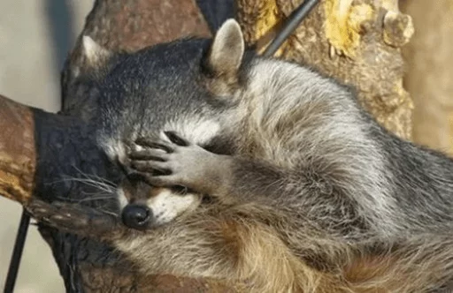 Стикер из набора Racoon it's fun для Телеграм: Статические 😑