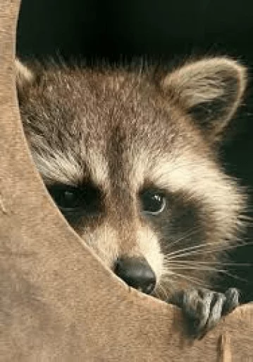 Стикер из набора Racoon it's fun для Телеграм: Статические 😠