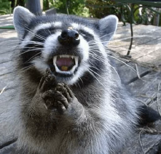 Стикер из набора Racoon it's fun для Телеграм: Статические 😈