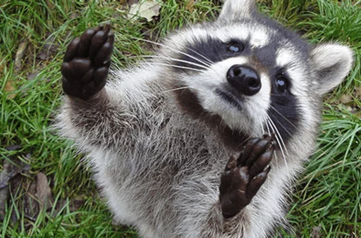Стикер из набора Racoon it's fun для Телеграм: Статические 🙌