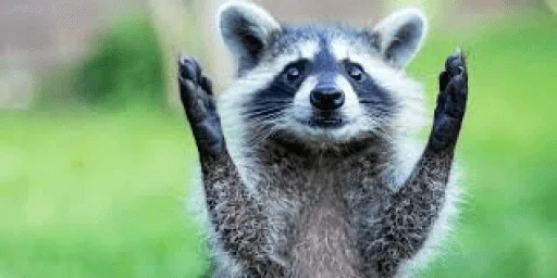 Стикер из набора Racoon it's fun для Телеграм: Статические 👋