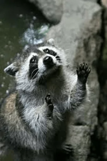 Стикер из набора Racoon it's fun для Телеграм: Статические 🤚