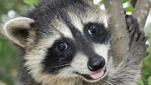 Стикер из набора Racoon it's fun для Телеграм: Статические 👀