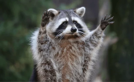 Стикер из набора Racoon it's fun для Телеграм: Статические 🤜