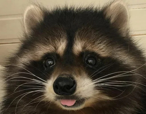 Стикер из набора Racoon it's fun для Телеграм: Статические 😍