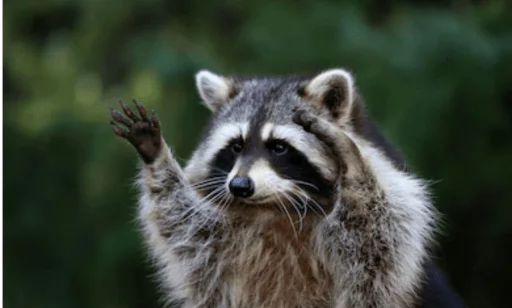 Стикер из набора Racoon it's fun для Телеграм: Статические 🤛