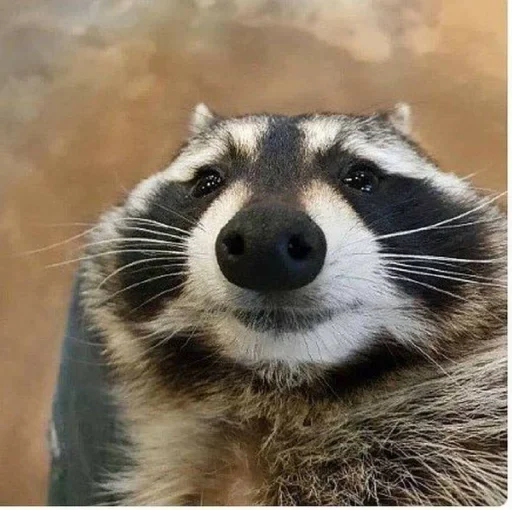 Стикер из набора Racoon it's fun для Телеграм: Статические ©️