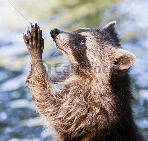 Стикер из набора Racoon it's fun для Телеграм: Статические 🙏