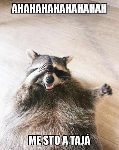 Стикер из набора Racoon it's fun для Телеграм: Статические 🤪