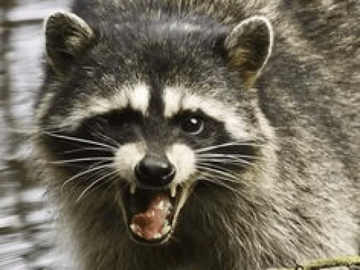 Стикер из набора Racoon it's fun для Телеграм: Статические 👄