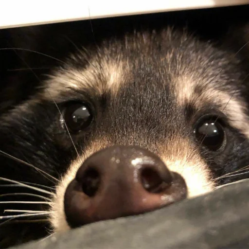 Стикер из набора Racoon it's fun для Телеграм: Статические 👀