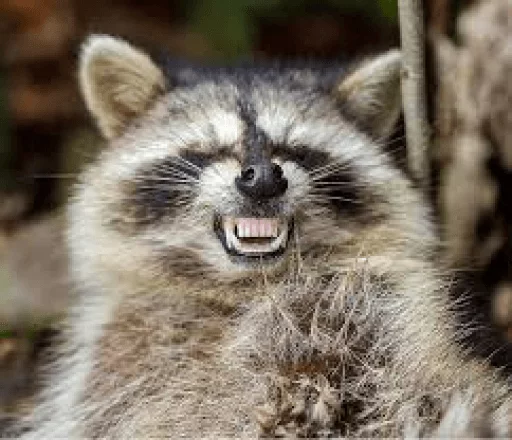 Стикер из набора Racoon it's fun для Телеграм: Статические 😈