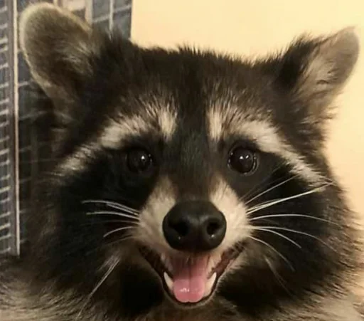 Стикер из набора Racoon it's fun для Телеграм: Статические 😊