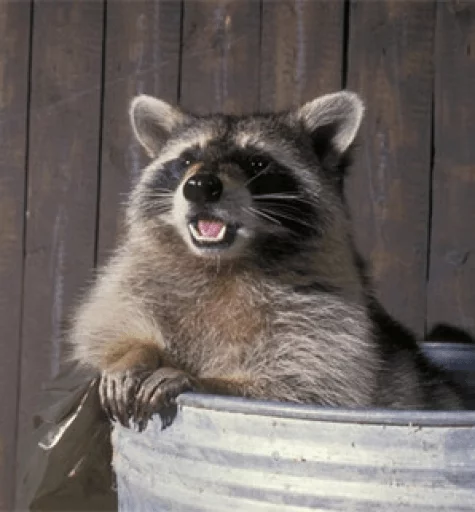 Стикер из набора Racoon it's fun для Телеграм: Статические 🧐