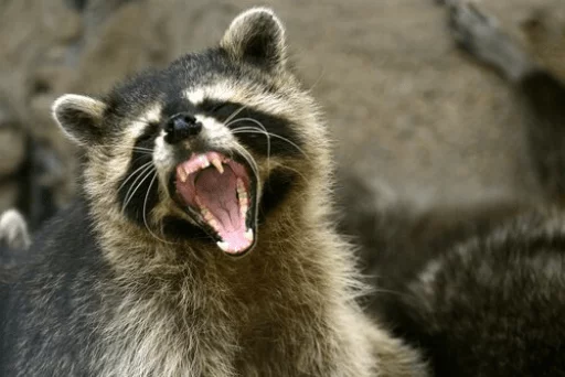 Стикер из набора Racoon it's fun для Телеграм: Статические 😠