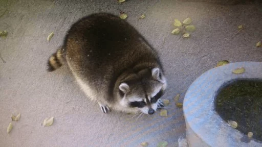 Стикер из набора Racoon it's fun для Телеграм: Статические 🤢