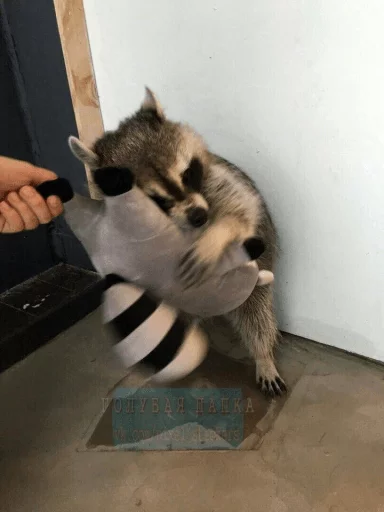 Стикер из набора Racoon it's fun для Телеграм: Статические 💙