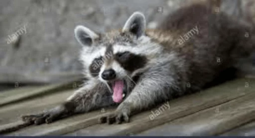 Стикер из набора Racoon it's fun для Телеграм: Статические 😖