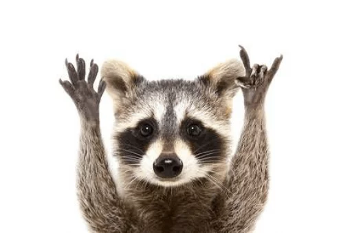 Стикер из набора Racoon it's fun для Телеграм: Статические 🤘