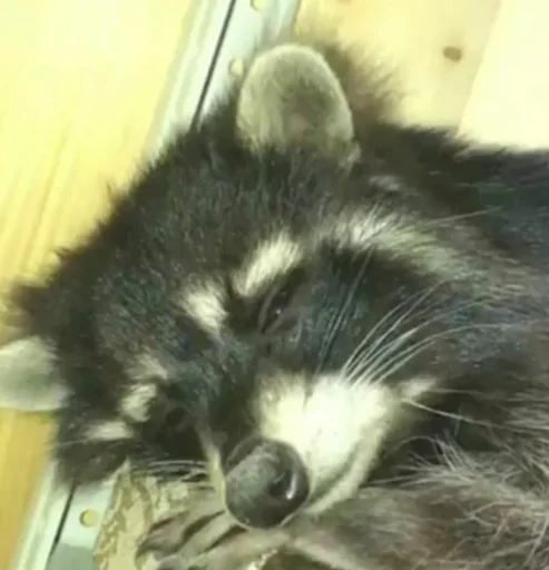 Стикер из набора Racoon it's fun для Телеграм: Статические 😴
