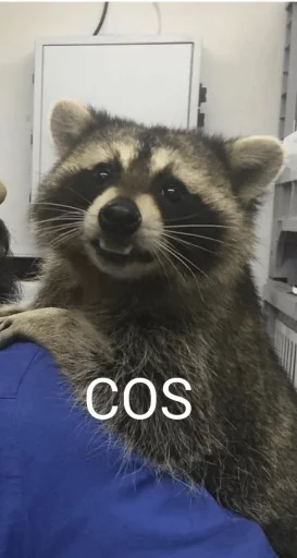 Стикер из набора Racoon it's fun для Телеграм: Статические 🤐
