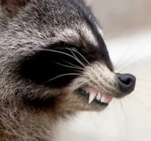 Стикер из набора Racoon it's fun для Телеграм: Статические 😠