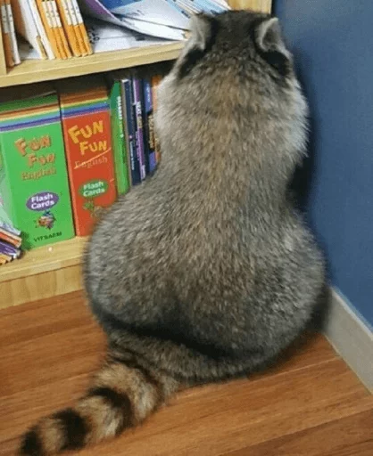 Стикер из набора Racoon it's fun для Телеграм: Статические 🍑