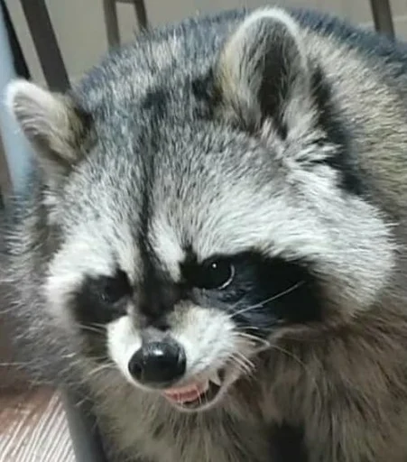 Стикер из набора Racoon it's fun для Телеграм: Статические 😠