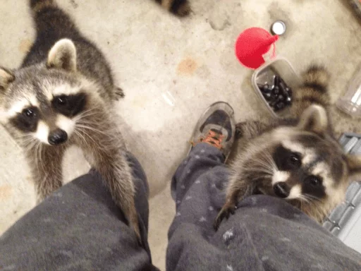 Стикер из набора Racoon it's fun для Телеграм: Статические 😚