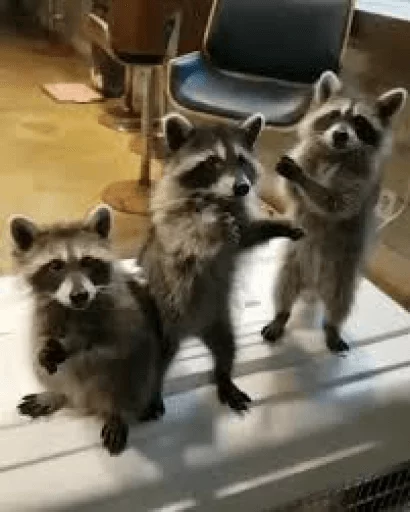 Стикер из набора Racoon it's fun для Телеграм: Статические 🤪