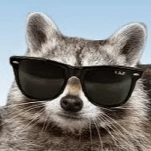 Стикер из набора Racoon it's fun для Телеграм: Статические 😎