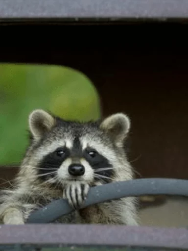 Стикер из набора Racoon it's fun для Телеграм: Статические 🚙