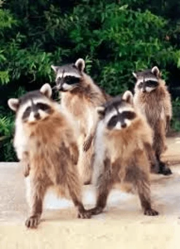 Стикер из набора Racoon it's fun для Телеграм: Статические 👯