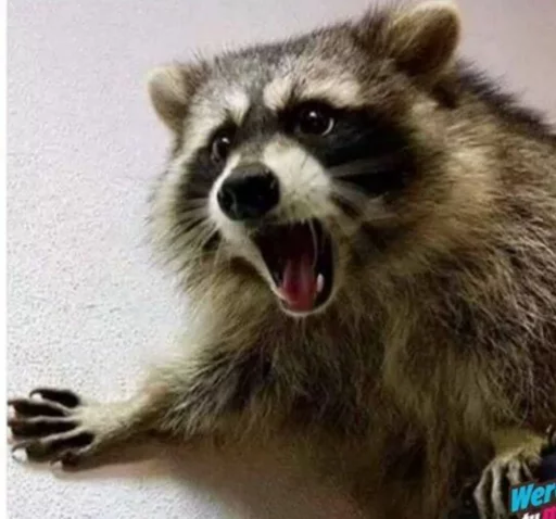 Стикер из набора Racoon it's fun для Телеграм: Статические 🙄