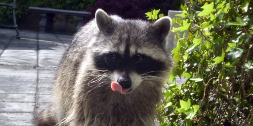 Стикер из набора Racoon it's fun для Телеграм: Статические 😋