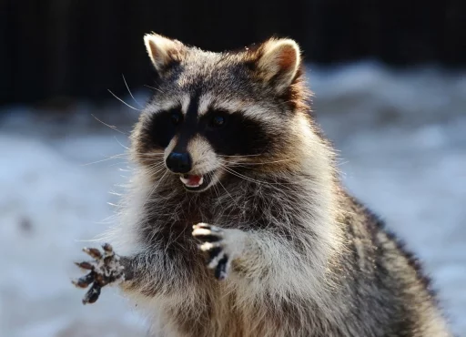 Стикер из набора Racoon it's fun для Телеграм: Статические 🤲