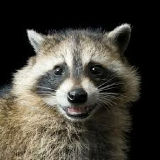Стикер из набора Racoon it's fun для Телеграм: Статические 😀