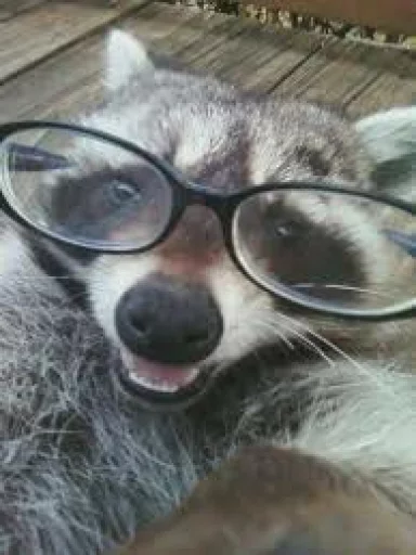 Стикер из набора Racoon it's fun для Телеграм: Статические 🤓