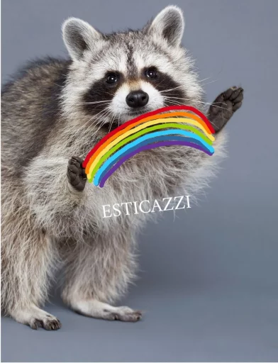 Стикер из набора Racoon it's fun для Телеграм: Статические 🌈