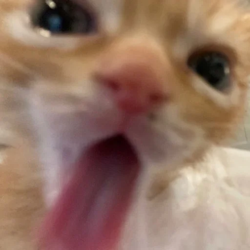 Стикер из набора pupú для Телеграм: Статические 😾