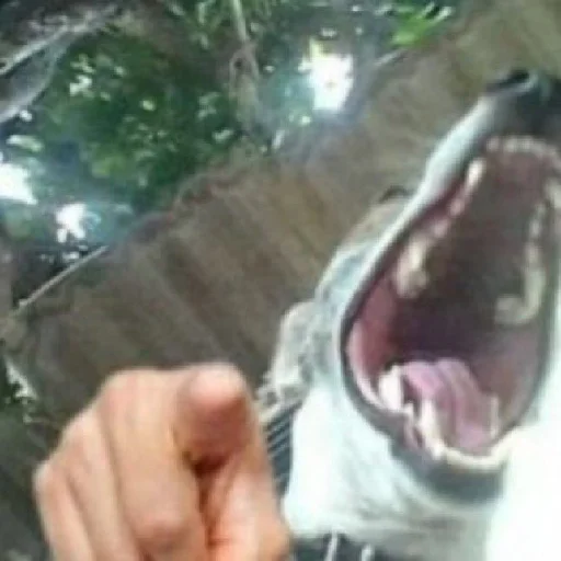 Стикер из набора pupú для Телеграм: Статические 😂