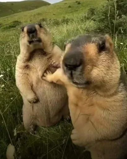 Стикер из набора @UNUAL qzu для Телеграм: Анимированные, Видео, Статические 🤫